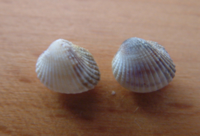 altre due specie che non so che fine abbiano fatto